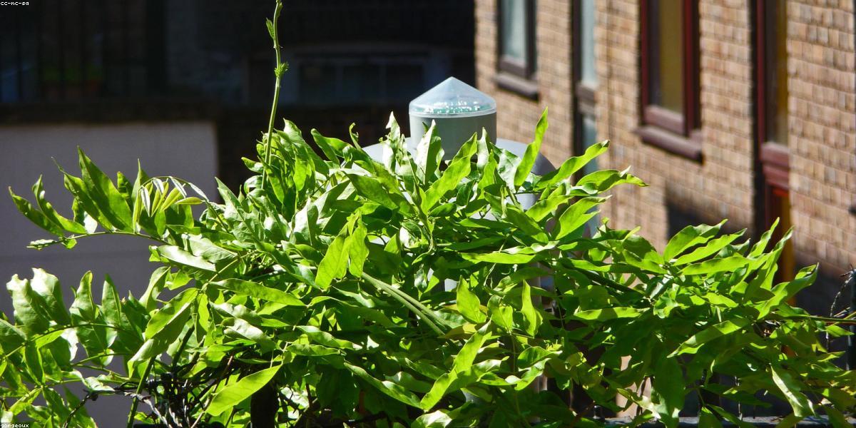 Beautiful seasonal balcony garden